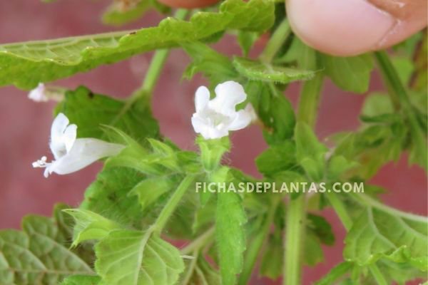 Melissa officinalis, Flores