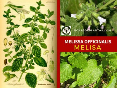 Melissa officinalis, Melisa