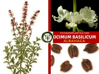 Ocimum basilicum, Planta Medicibal