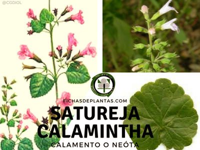 Satureja calamintha, Neota