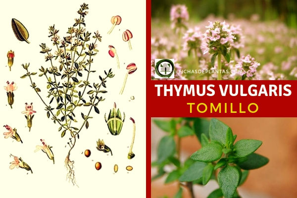 Thymus vulgaris, Tomillo