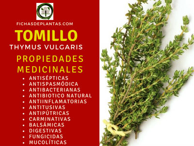 Tomillo Propiedades Medicinales