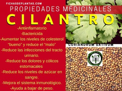 cilantro-propiedades