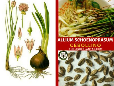 Allium schoenoprasum, Cebollino