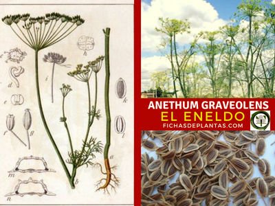 Anethum graveolens, Eneldo