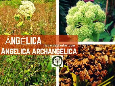 Angélica planta Celestial