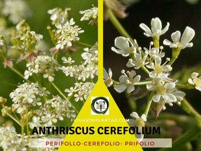 Anthriscus cerefolium | Descripción y Propiedades Medicinales
