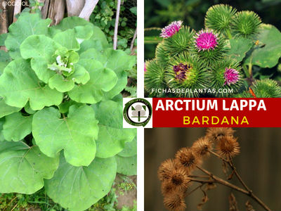 Arctium lappa, Bardana