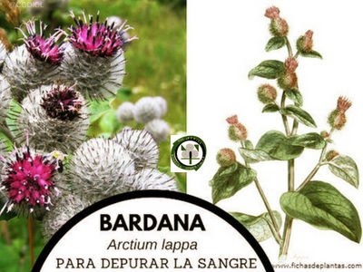 Bardana o Lampazo mayor