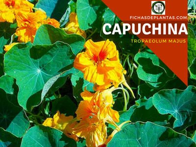 Capuchina Planta Medicinal