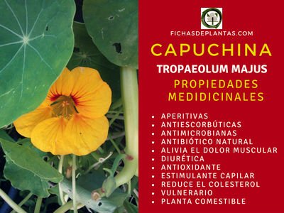Capuchina Propiedades Medicinales