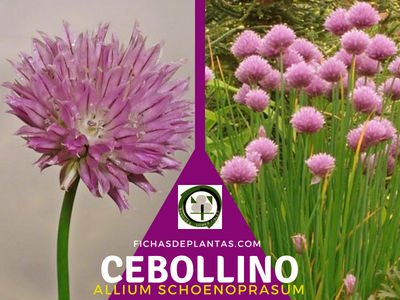 Cebollino, Planta Medicinal y Comestible