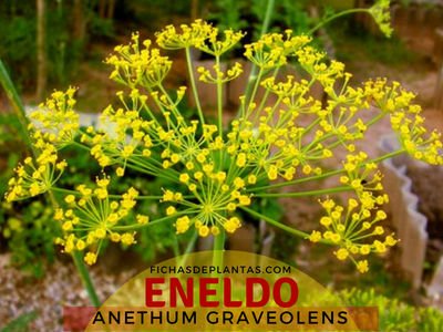 Eneldo Planta Medicinal