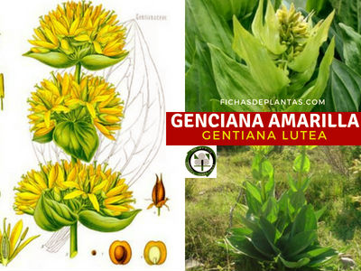 Genciana Amarilla, Gentiana lutea