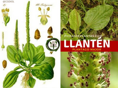 Llantén, Planta Medicinal