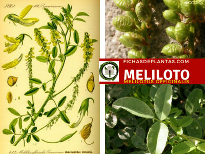 Meliloto Planta Medicinal