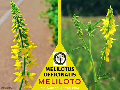 Melilotus officinalis, Meliloto