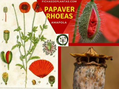 Papaver rhoeas, Amapola