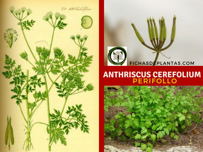 Perifollo, Anthriscus cerefolium