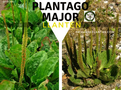 Plantago major, Llantén