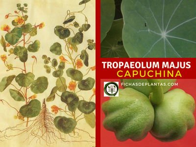 Tropaeolum majus, Capuchina