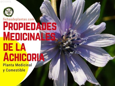 achicoria-propiedades