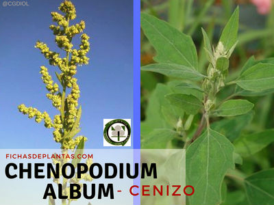 Chenopodium album, Cenizo