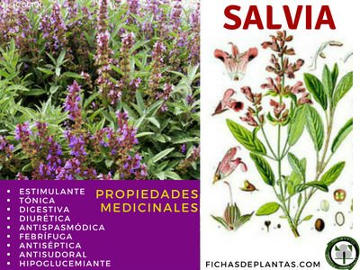 Salvia, Propiedades Medicinales