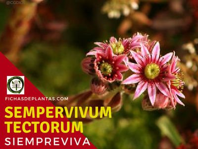 Sempervivum tectorum, Siempreviva