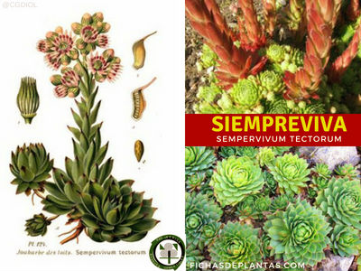 Siempreviva Planta Medicinal