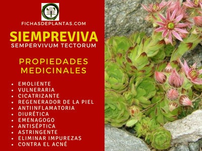 Siempreviva Propiedades Medicinales
