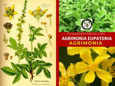 Agrimonia eupatoria
