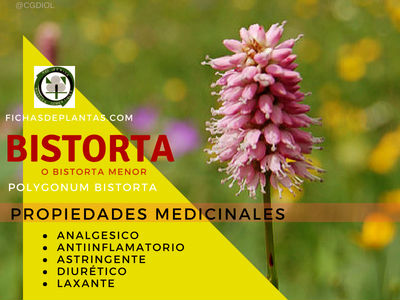 Bistorta Menor Propiedades Medicinales