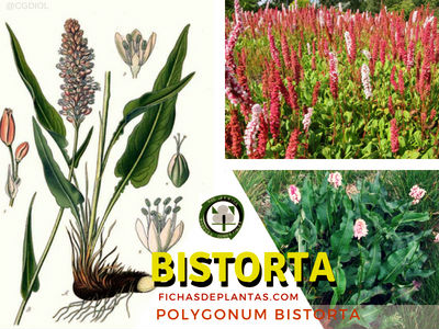 Bistorta Planta Medicinal
