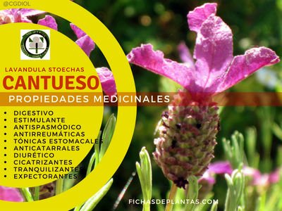 Cantueso Propiedades Medicinales