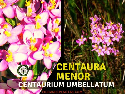 Centaura menor, Centaurium umbellatum