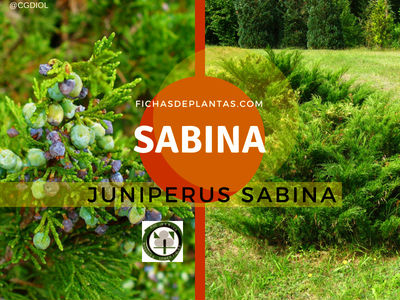Juniperus sabina, Sabina