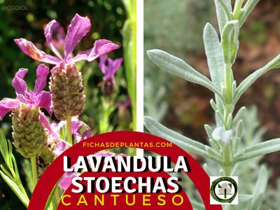 Lavandula stoechas, Planta Aromática y Medicinal