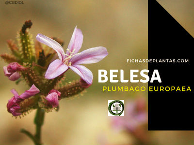 Plumbago europaea, Belesa