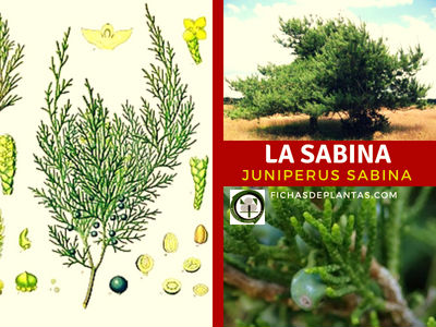 Sabina, Juniperus sabina
