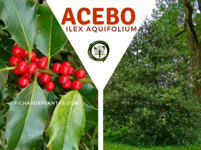Acebo Planta Medicinal