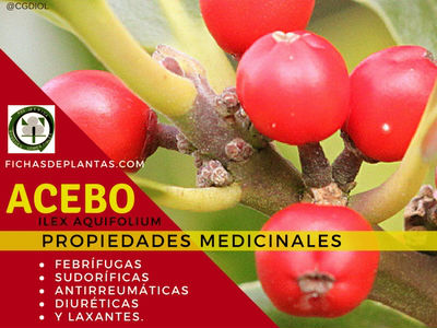 Acebo Propiedades Medicinales