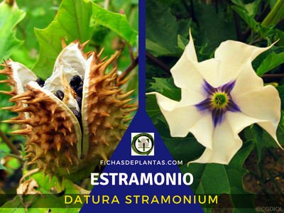 Datura stramonium, Estramonio