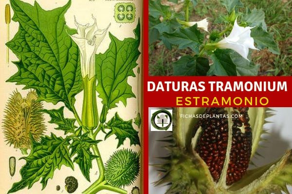 Estramonio Planta 