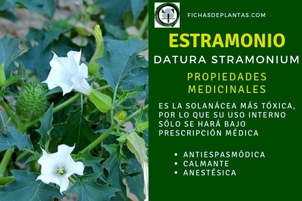 Estramonio Propiedades 