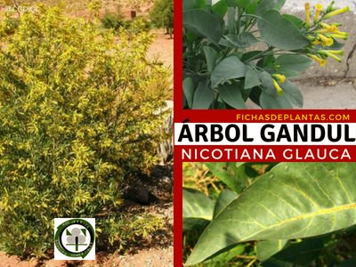 Árbol Gandul, Nicotina glauca