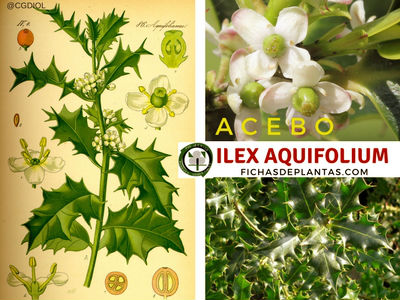 Ilex aquifolium, Acebo