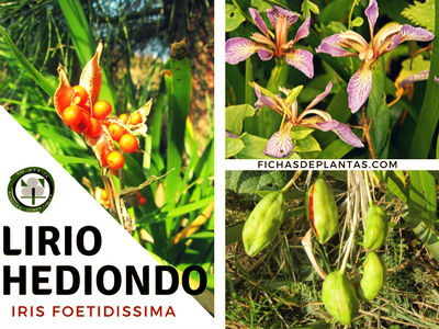 Lirio hediondo, Iris foetidissima