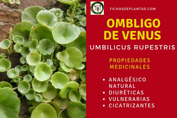 Ombligo de Venus Propiedades