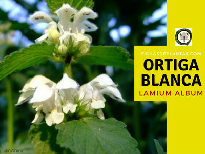 Ortiga blanca, Planta Medicinal